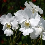 Papilionanda Poe Poe Flowering Size